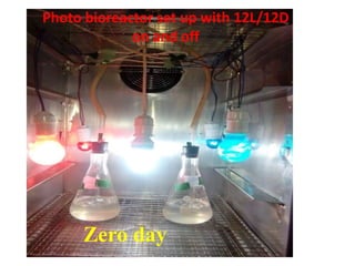 Zero day
Photo bioreactor set up with 12L/12D
on and off
 