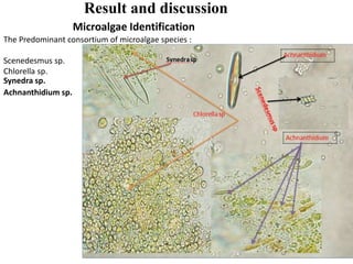 Result and discussion
Microalgae Identification
The Predominant consortium of microalgae species :
Scenedesmus sp.
Chlorella sp.
Synedra sp.
Achnanthidium sp.
 