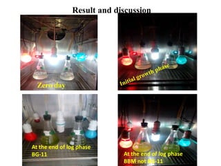 Result and discussion
Zero day
At the end of log phase
BBM not BG-11
At the end of log phase
BG-11
 
