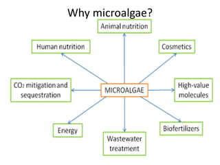 Why microalgae?
 