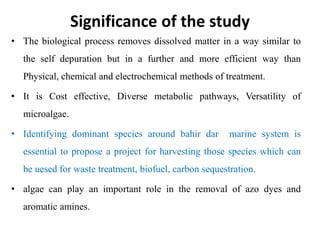 Significance of the study
• The biological process removes dissolved matter in a way similar to
the self depuration but in a further and more efficient way than
Physical, chemical and electrochemical methods of treatment.
• It is Cost effective, Diverse metabolic pathways, Versatility of
microalgae.
• Identifying dominant species around bahir dar marine system is
essential to propose a project for harvesting those species which can
be uesed for waste treatment, biofuel, carbon sequestration.
• algae can play an important role in the removal of azo dyes and
aromatic amines.
 