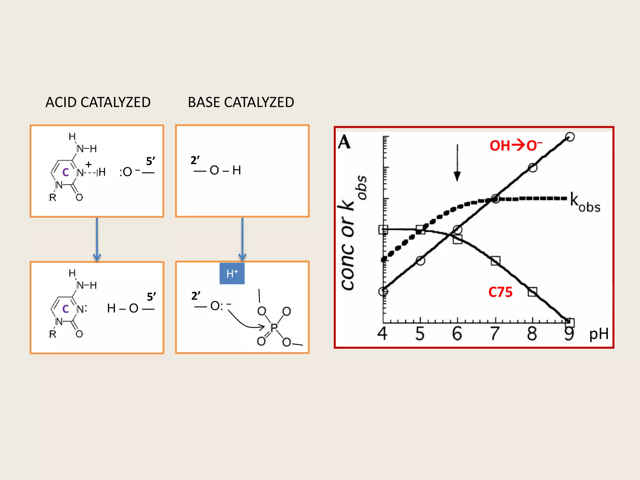 2’5’OHO–— O – H :O –—BASE CATALYZEDACID CATALYZEDH+2’5’— O: –:C75H – O —+CCHpH