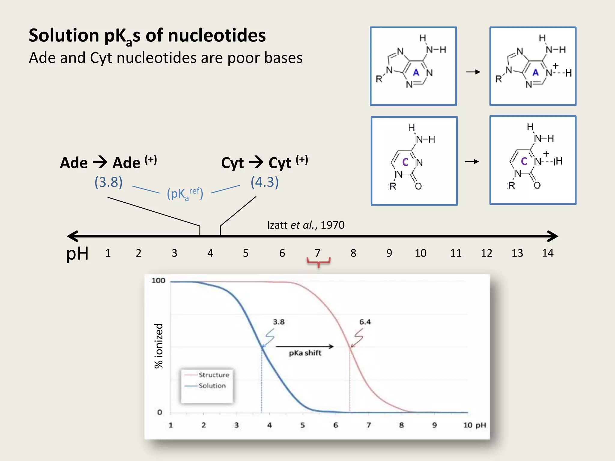 Solution pKas of nucleotides Ade and Cyt nucleotides are poor basesAde  Ade (+)(3.8)Cyt Cyt(+)(4.3)+H(pKaref)Izattet al., 1970pH1478910111213654321+CCH% ionized