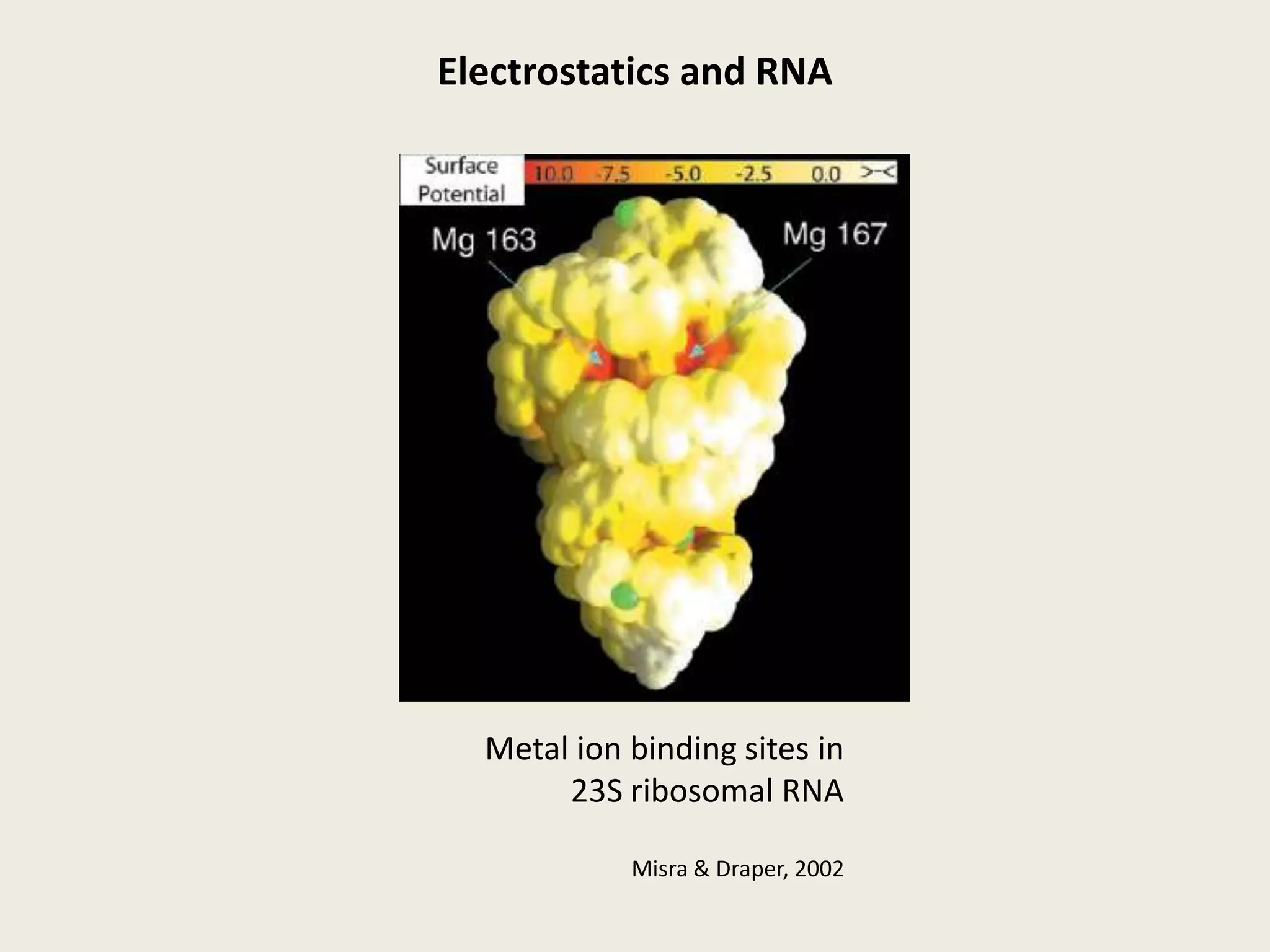 Electrostatics and RNAMetal ion binding sites in23S ribosomal RNAMisra & Draper, 2002