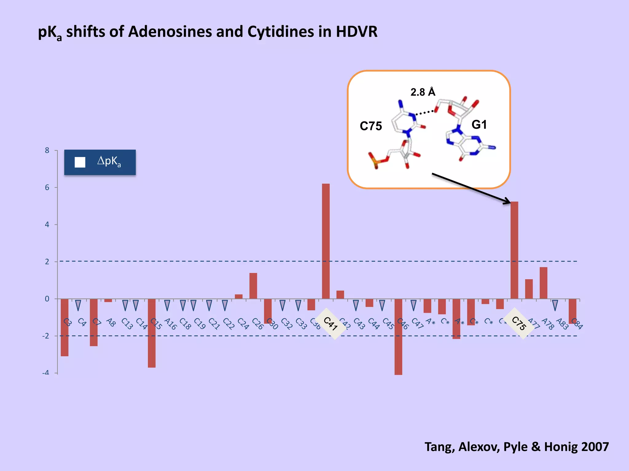 pKa shifts of Adenosines and Cytidines in HDVR DpKaC75C412.8 ÅG1C75Tang, Alexov, Pyle & Honig 2007