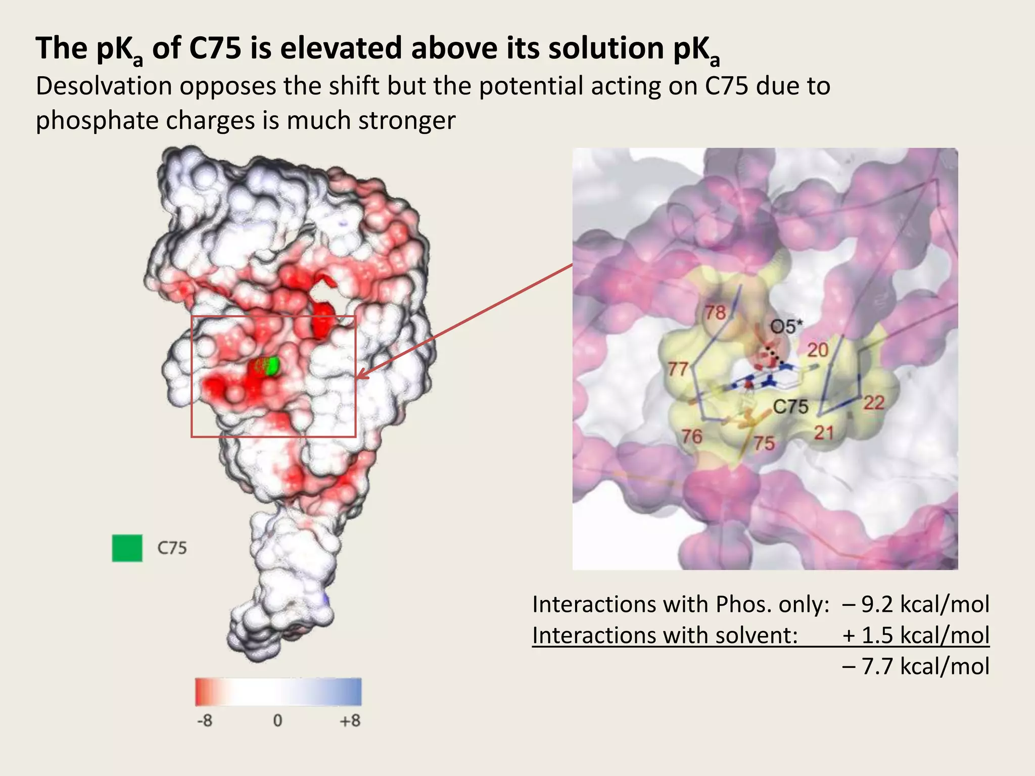 The pKa of C75 is elevated above its solution pKaDesolvation opposes the shift but the potential acting on C75 due to phosphate charges is much stronger Interactions with Phos. only:	– 9.2 kcal/molInteractions with solvent:	+ 1.5 kcal/mol– 7.7 kcal/mol