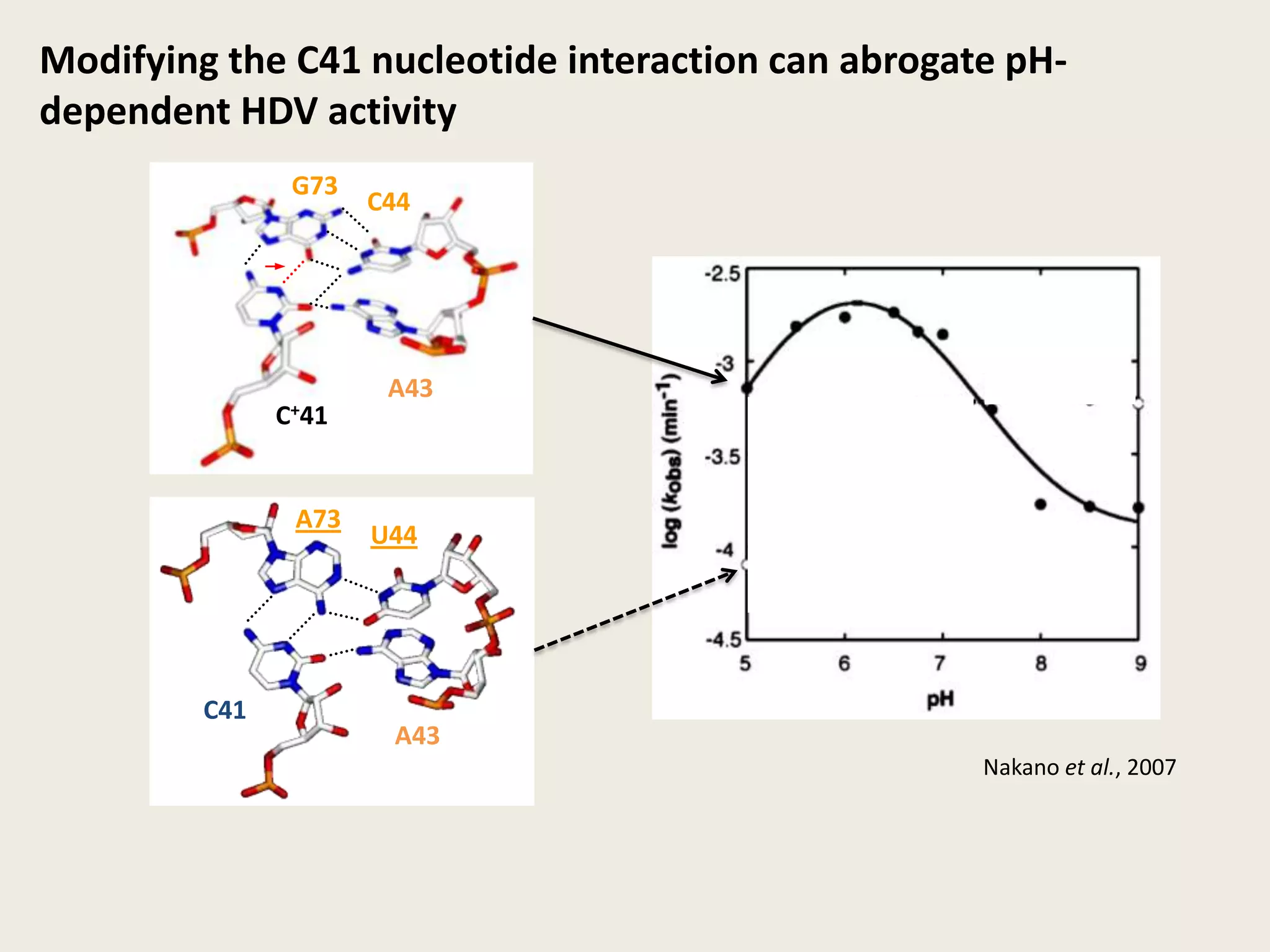 G73C44A43C+41Modifying the C41 nucleotide interaction can abrogate pH-dependent HDV activityA73U44C41A43Nakano et al., 2007