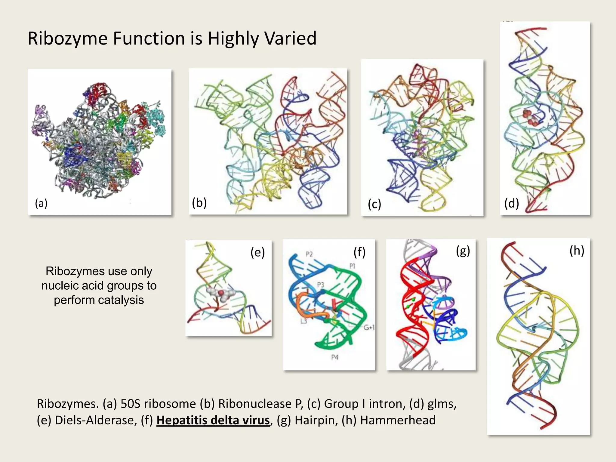 Ribozyme Function is Highly Varied(b)(d)(c)(a)(h)(g)(f)(e)Ribozymes use only nucleic acid groups to perform catalysisRibozymes. (a) 50S ribosome (b) Ribonuclease P, (c) Group I intron, (d) glms, (e) Diels-Alderase, (f) Hepatitis delta virus, (g) Hairpin, (h) Hammerhead