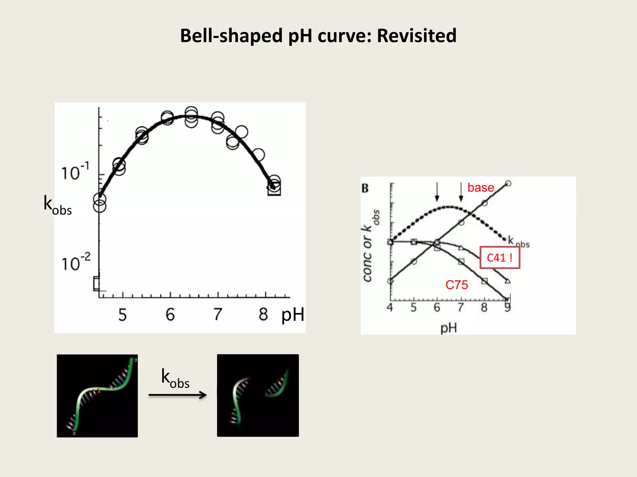 Bell-shaped pH curve: Revisitedbasekobs+ free C41 !C75pHkobs