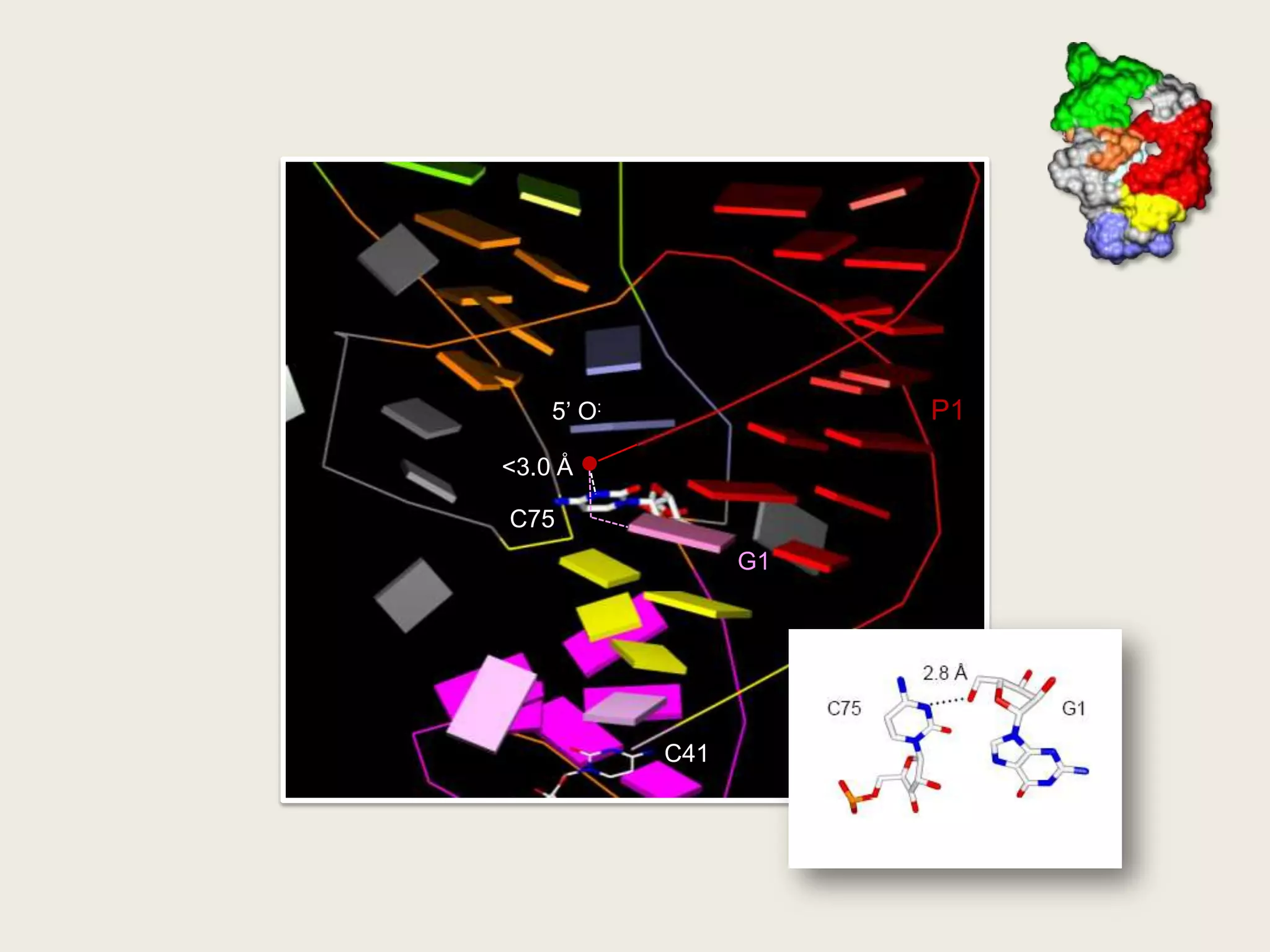 P15’ O:&lt;3.0 ÅC75G1P1.1C41