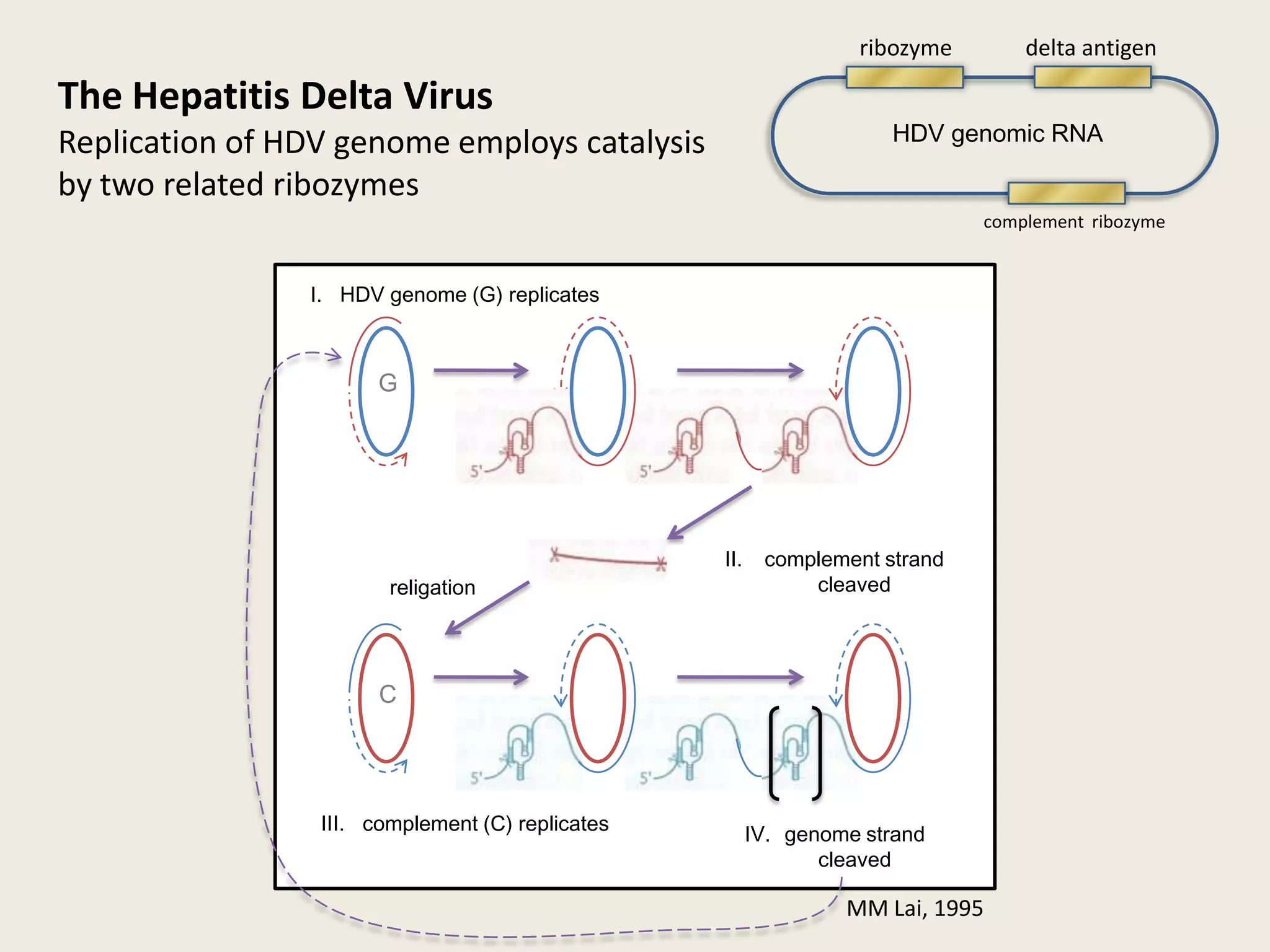 ribozymedelta antigenThe Hepatitis Delta VirusReplication of HDV genome employs catalysis by two related ribozymesHDV genomic RNAcomplement  ribozymeI.   HDV genome (G) replicatesGcomplement strand cleavedreligationCIII.   complement (C) replicatesgenome strand cleavedMM Lai, 1995