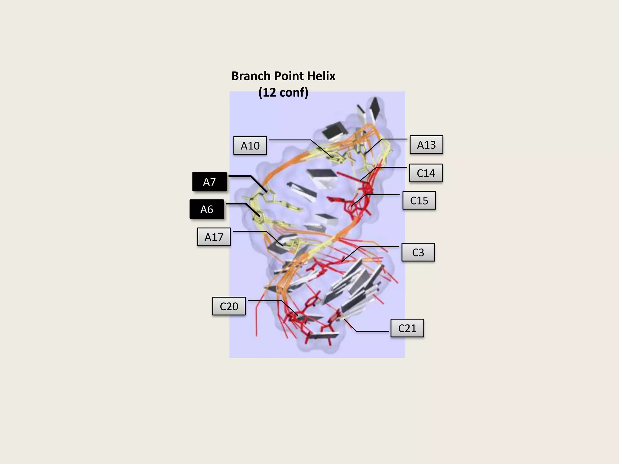 A+CA+- C pair, leadzyme pH 5.5C+CC+- C pair, DNA pH 6Protonated nucleotides in RNA structuresUC