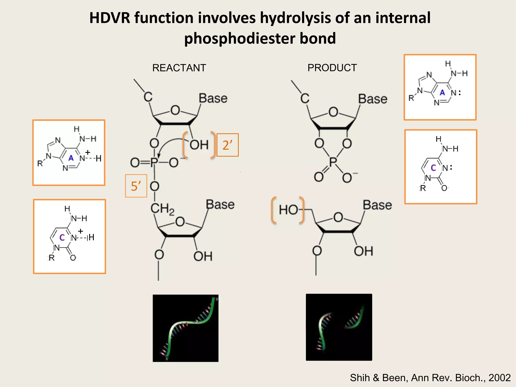 HDVR function involves hydrolysis of an internal phosphodiester bondPRODUCTREACTANT:+H2’:5’+CCHShih & Been, Ann Rev. Bioch., 2002