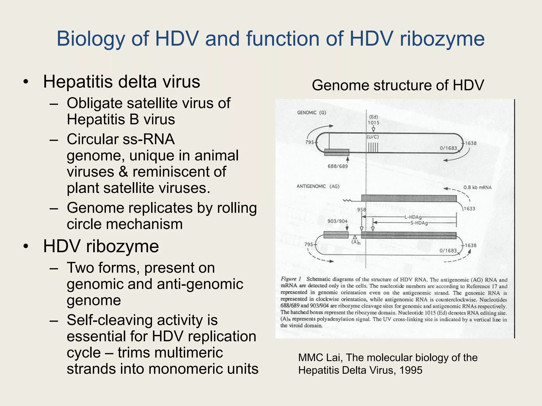 G28G12C13C26G73C44A12A25C10C8A43C41C14G74G123.8 ÅG733.9 ÅC8C41U72C11C10C9G59Analogous structures are stabilized by conserved interactions13.7(9.3-10.3)10.2 (9.9)10.6BWYV-yPEMV-yHDVRU29G28C10A27U9A262.9 Å