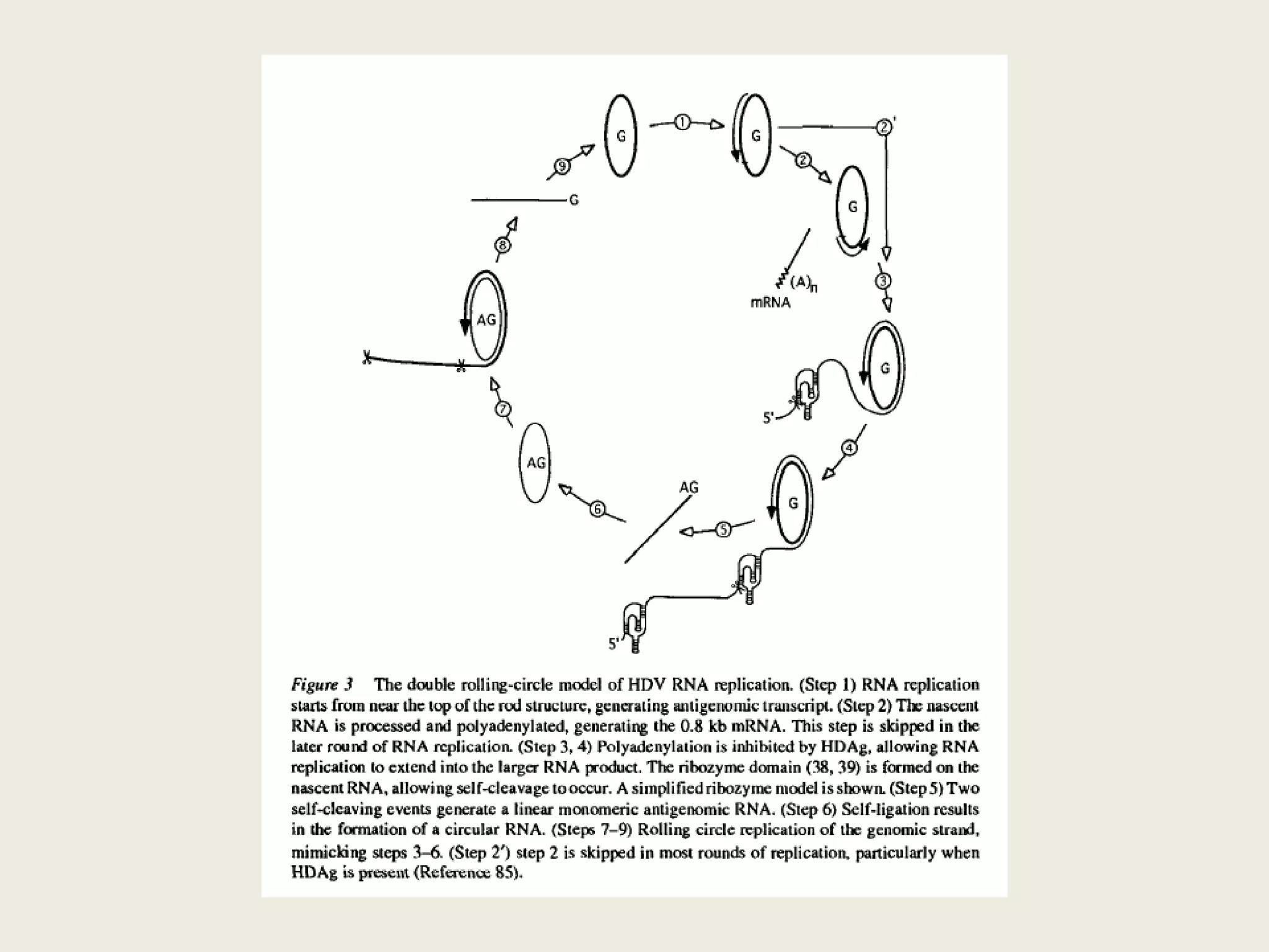 Biology of HDV and function of HDV ribozymeHepatitis delta virus