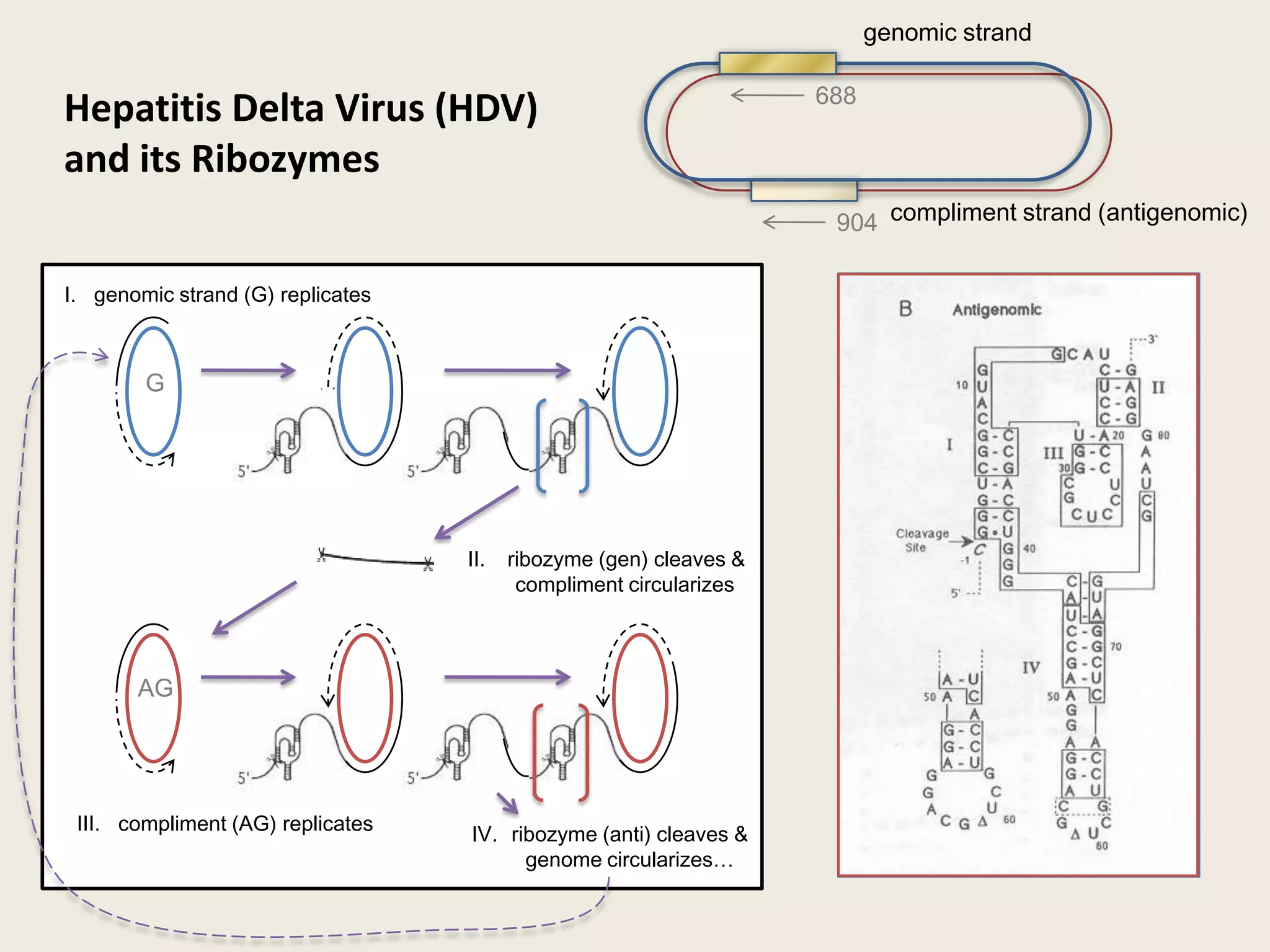 Obligate satellite virus of Hepatitis B virus
