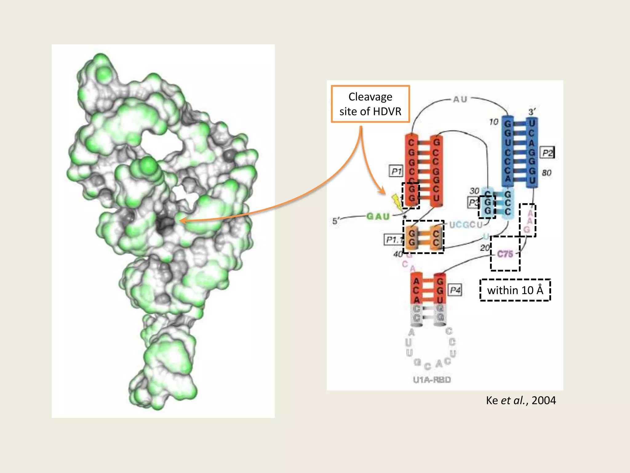 Cleavage site of HDVRwithin 10 ÅKeet al., 2004