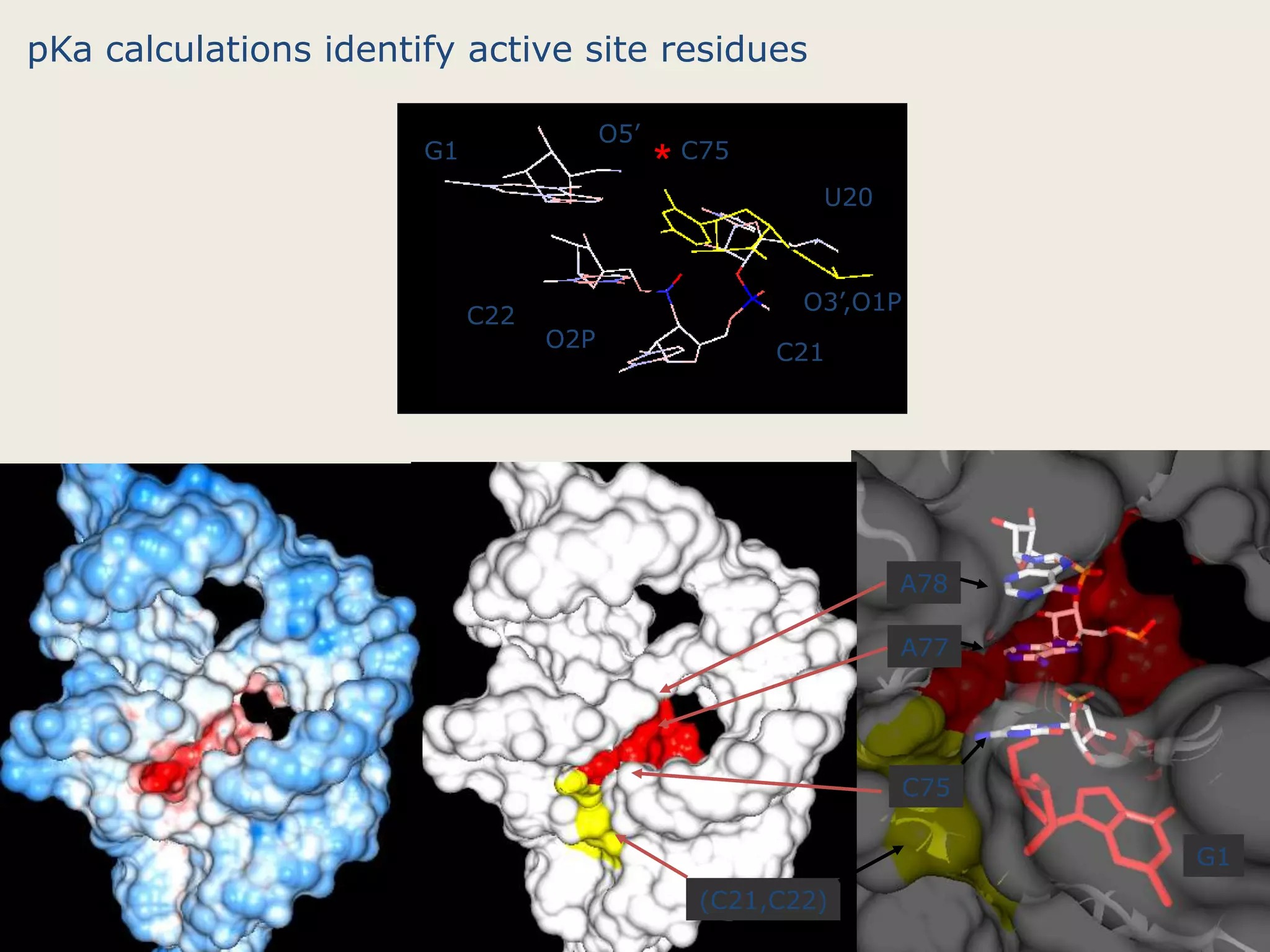 Two forms, present on genomic and anti-genomic genome