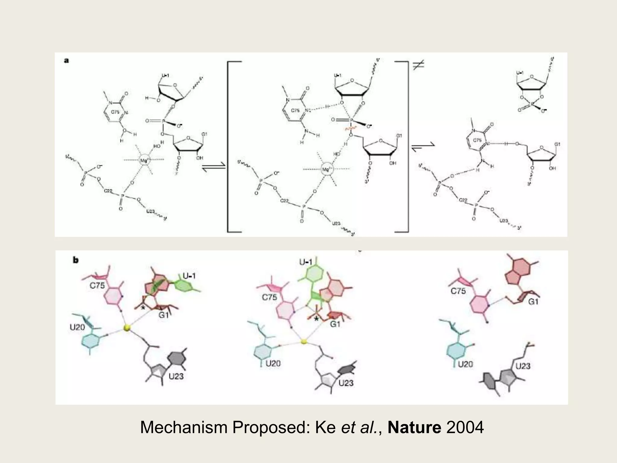 Self-cleaving activity is essential for HDV replication cycle – trims multimeric strands into monomeric unitsGenome structure of HDVMMC Lai, The molecular biology of the Hepatitis Delta Virus, 1995