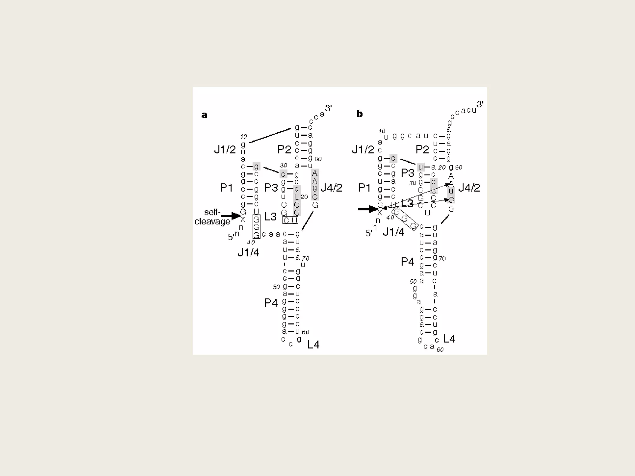 Structural roles for ionized nucleotides in RNAExample: BWYV H-type Y-knotFirst crystallized by Su et al., 1999 to 1.6 ÅResponsible for a -1 frame-shifting event that controls expression of alternative gene products in various virusesTertiary structure is well-stabilized, beyond typical H-type knotsMeasured stability exceeds that expected by considering only 2° structureFormation of 3° structure contributes more H-bonds than the formation 2° structureFolding of the Y-knot studied by Nixon & GiedrocpH-dependent (transition at pH 6.8)Attributed to C8-G12-C26-A25 interactionSubstitution of C8 with U reduces stabilityNixon & Giedroc, 2000