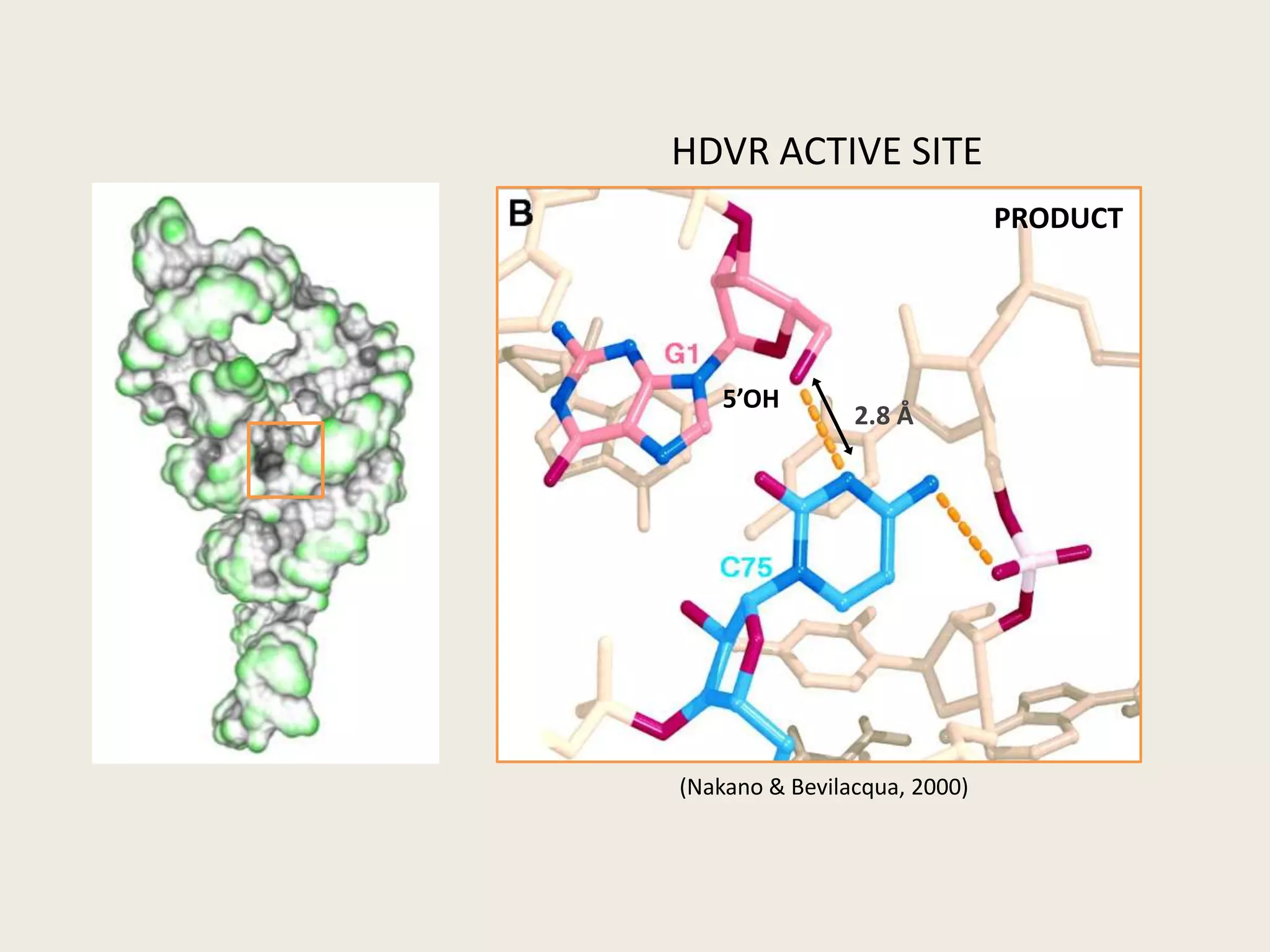 2.8 ÅHDVR ACTIVE SITEPRODUCT5’OH(Nakano & Bevilacqua, 2000)