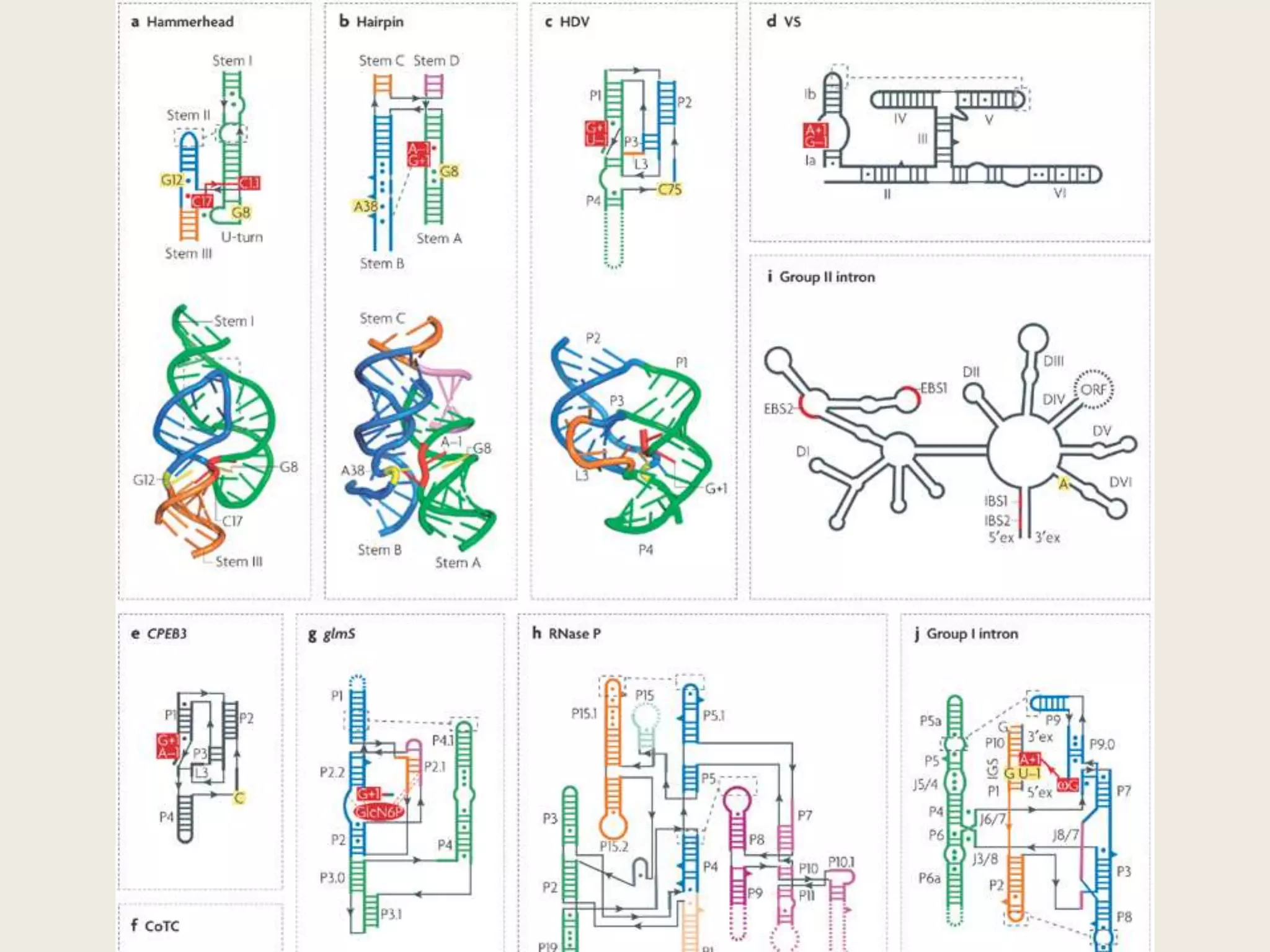 Mechanism Proposed: Ke et al., Nature 2004