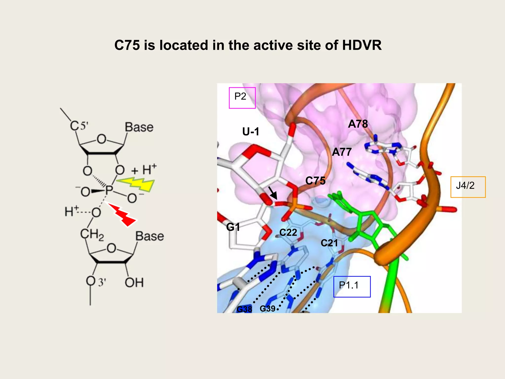 Independent tests confirm partial charges derived for nucleotides are consistent w/ exp.New charges for A and C are similar to those in standard FFsCalculated hydration free energy yielded good agreement w/ exp.Hydration free energy depends on cavitation + solvationExperimental hydration free energies: (rms error depends on r-scaling)DGtr(vw)(9-methyladenine), DGtr(vcf)(9-methyladenine), DGtr(vcf)(1-methyluracil)(v=vacuum e=1, w=water e=80, cf=chloroform e=4.8) – Wolfenden & colleagues, 1998Used for pKa calculationsSitkoff, Sharp & Honig