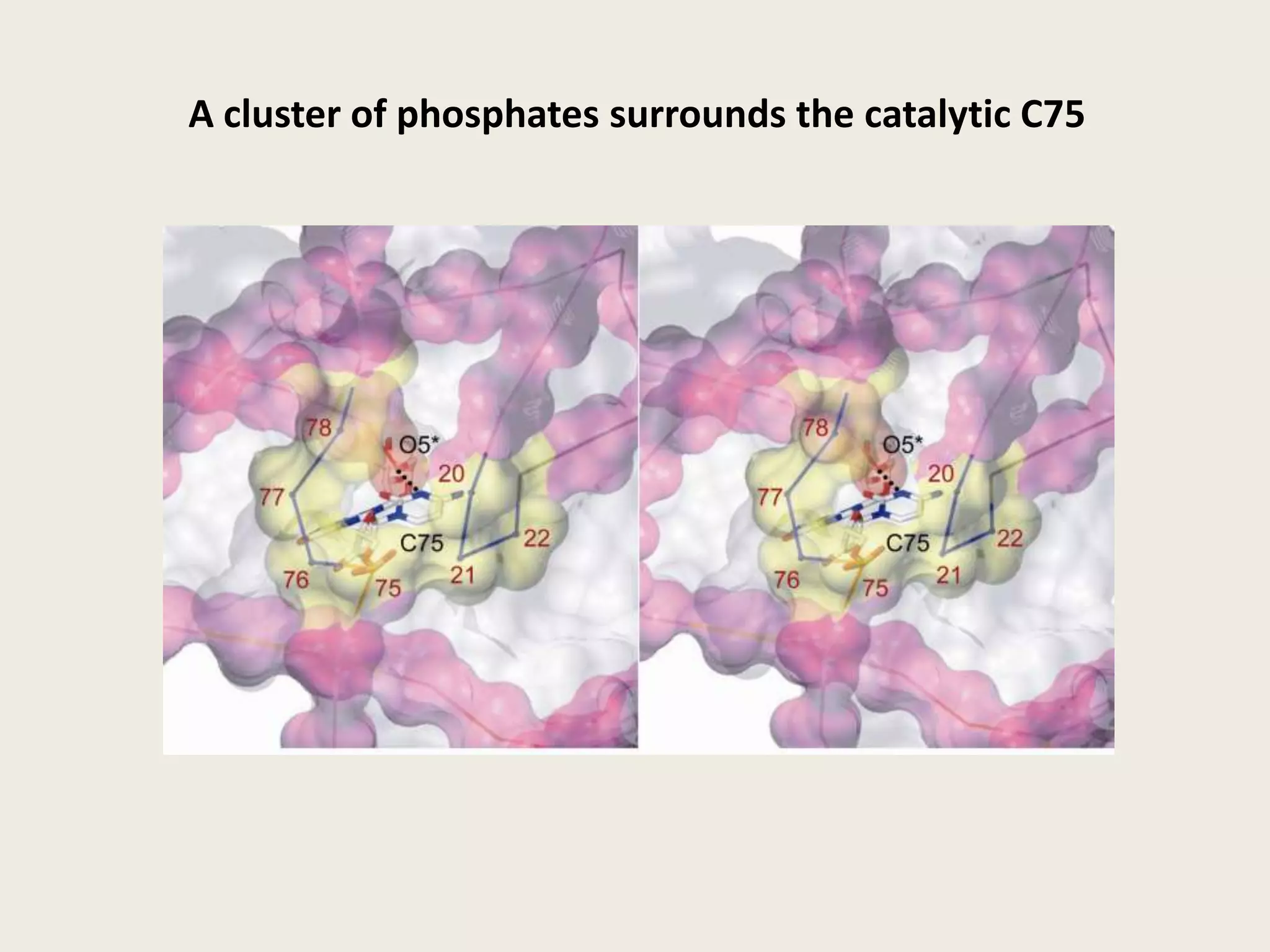Nonlinear contribution is mostly dependent on total charge of the RNAn = # of protonsCorrection for nonlinearity: E(Coulomb) + E(Solvation) + E(Ions) + ENL(n) = Etotal