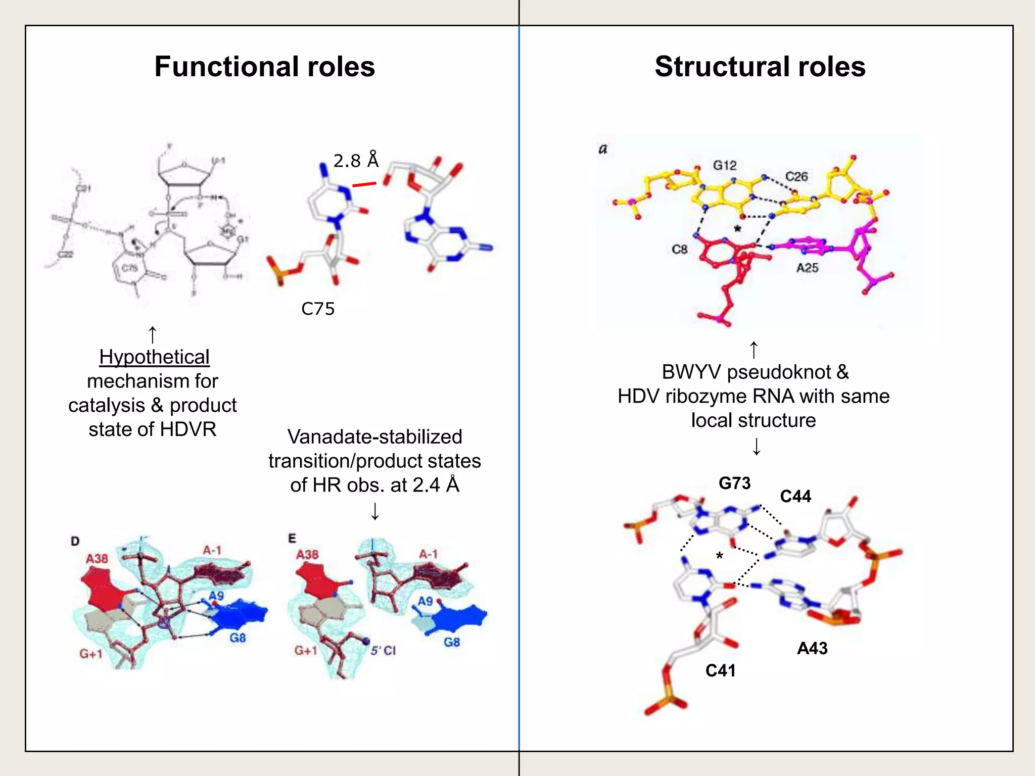 Structural elements in RNAUCBase pair structureDouble HelixHairpin TurnSecondary structure