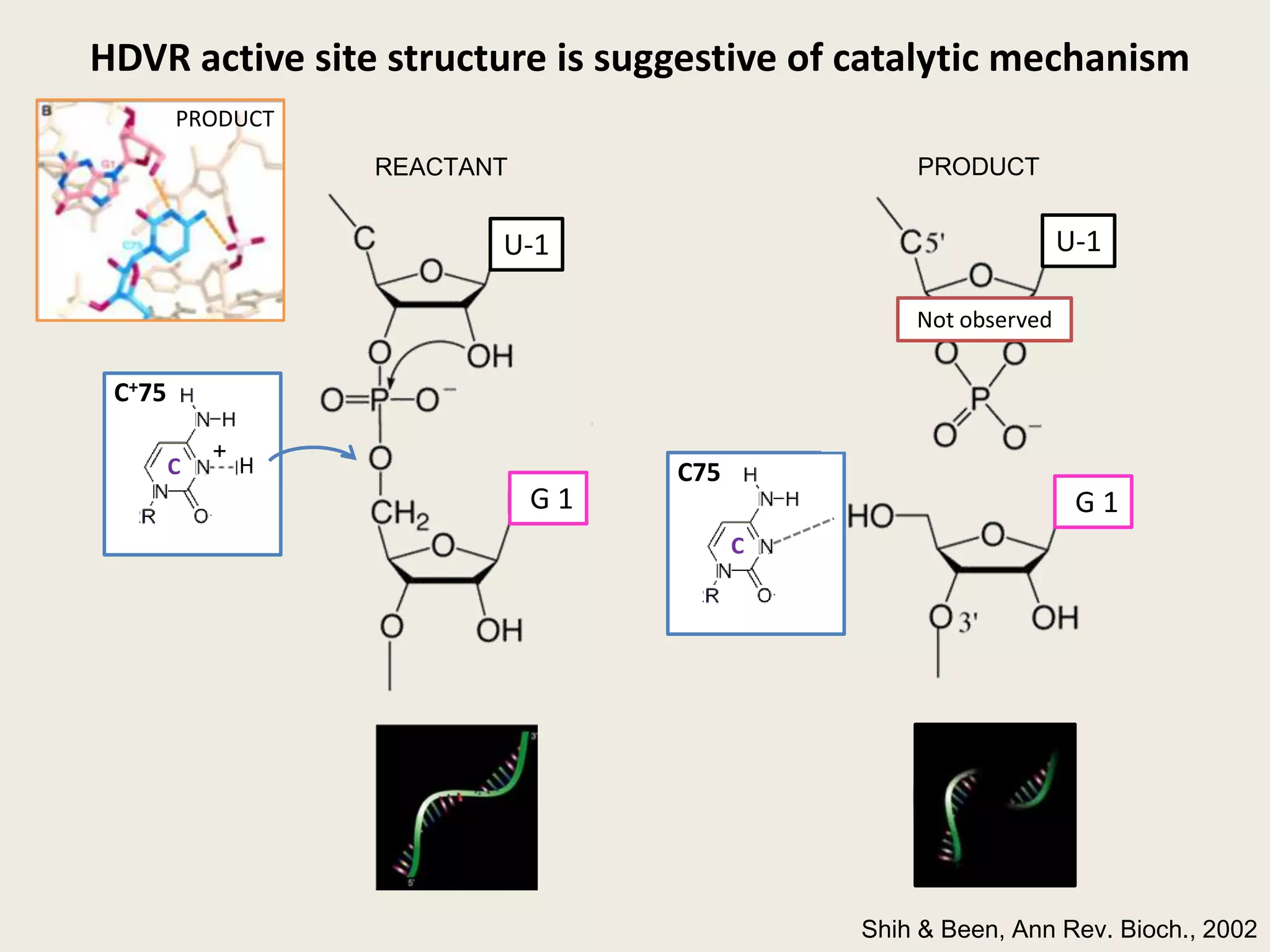 HDVR active site structure is suggestive of catalytic mechanismPRODUCTPRODUCTREACTANTU-1U-1Not observedC+75C75 G 1 G 1+CCHShih & Been, Ann Rev. Bioch., 2002