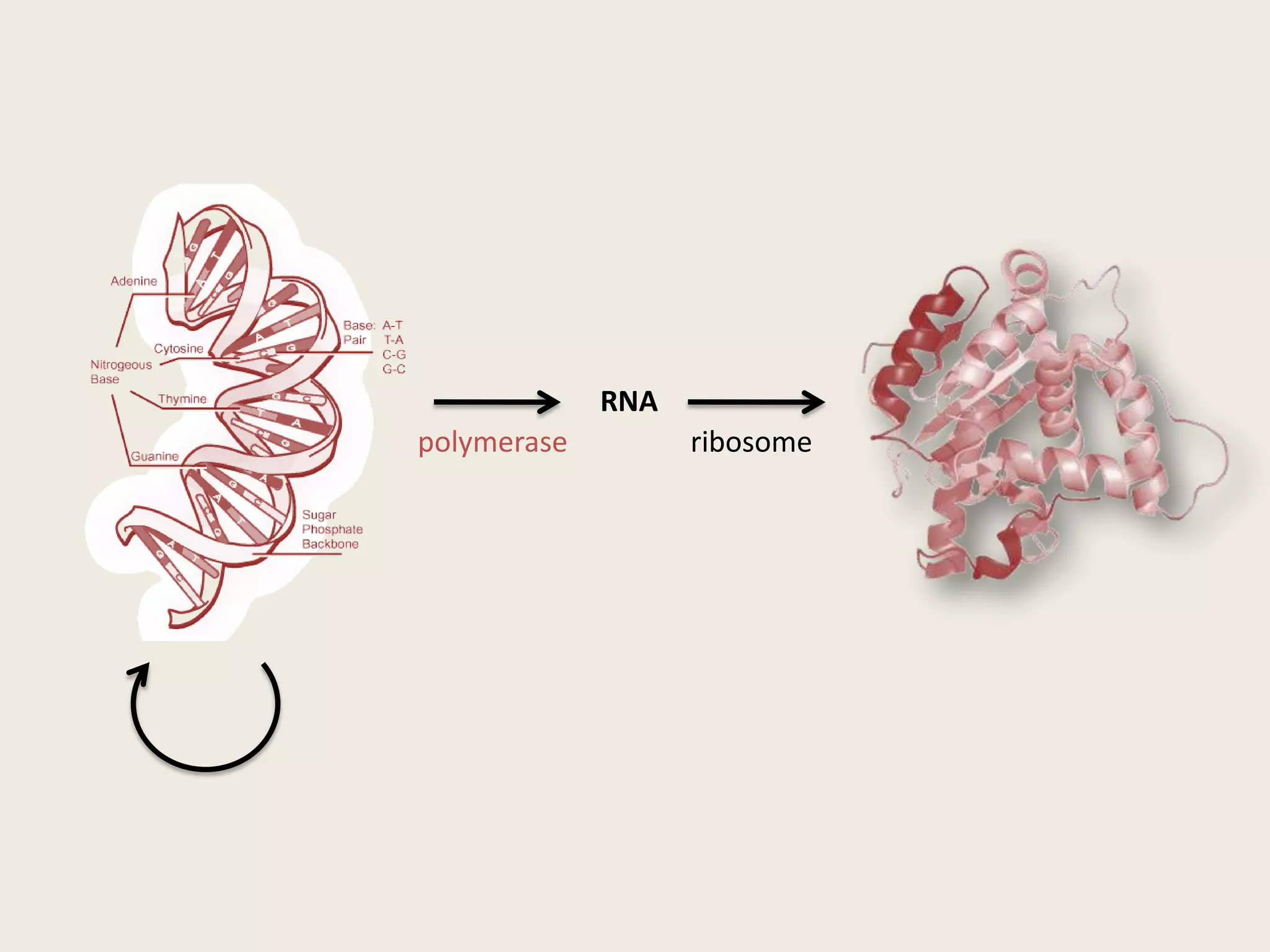 Splice site recognition: branch-point helix motif(RNA binding of viral matrix proteins)