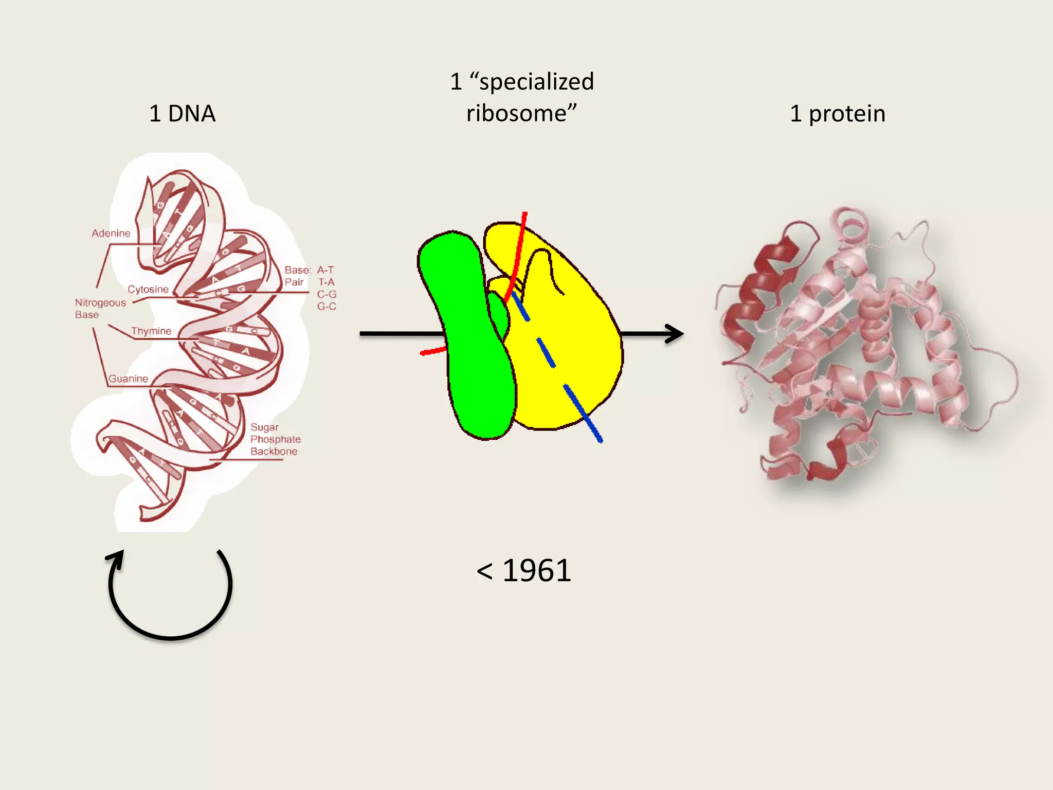 Bulged DNA duplexes and triple helices