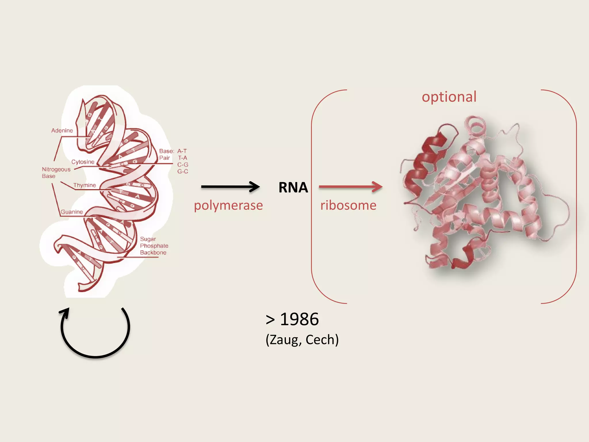 Structural: tRNA(Lys) 
