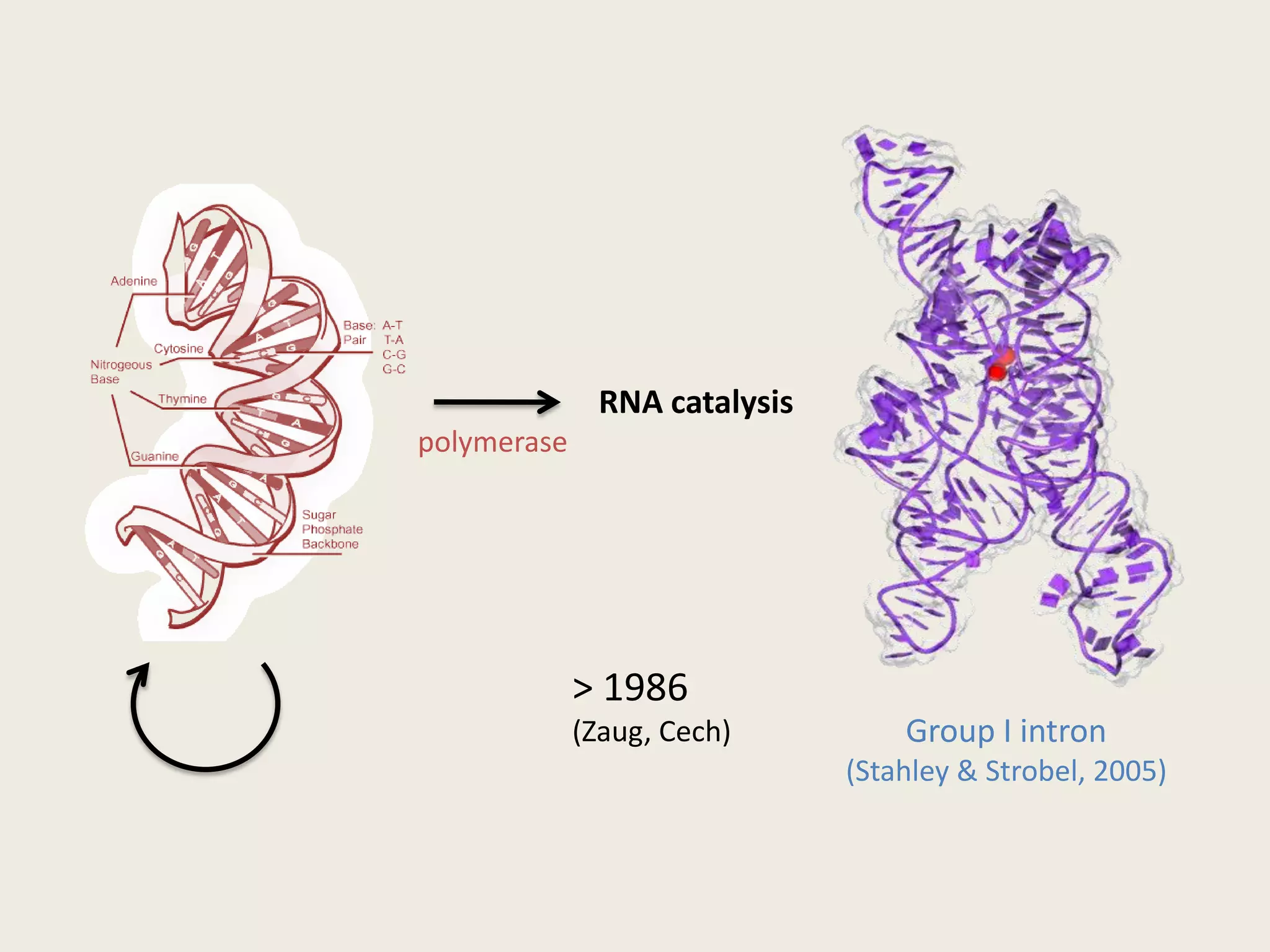 Functional: Frameshifting pseudoknots