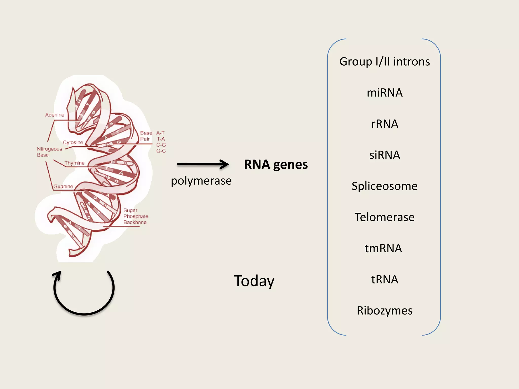 Shifts codon reading frames: BWYV, PEMV, PLRVtRNA(Lys)(Durant & Davis, 1999)Beet Western Yellows Viruspseudoknot (Su et al., 1999)