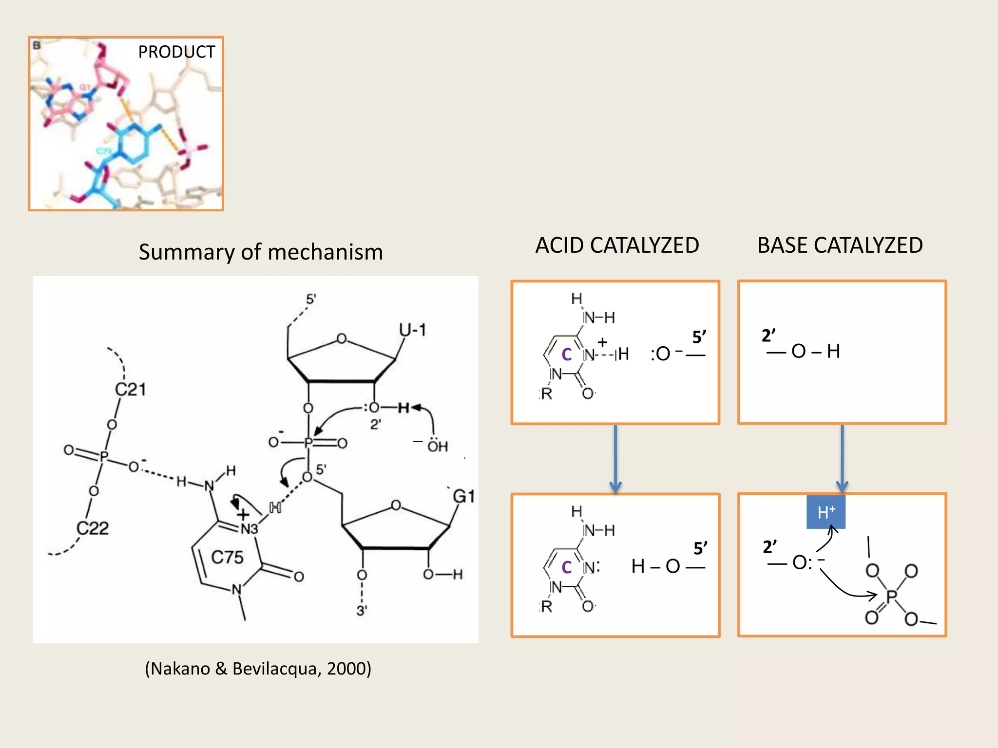 PRODUCT2’5’— O – H :O –—BASE CATALYZEDACID CATALYZEDSummary of mechanism_H+2’5’— O: –:H – O —+CCH(Nakano & Bevilacqua, 2000)