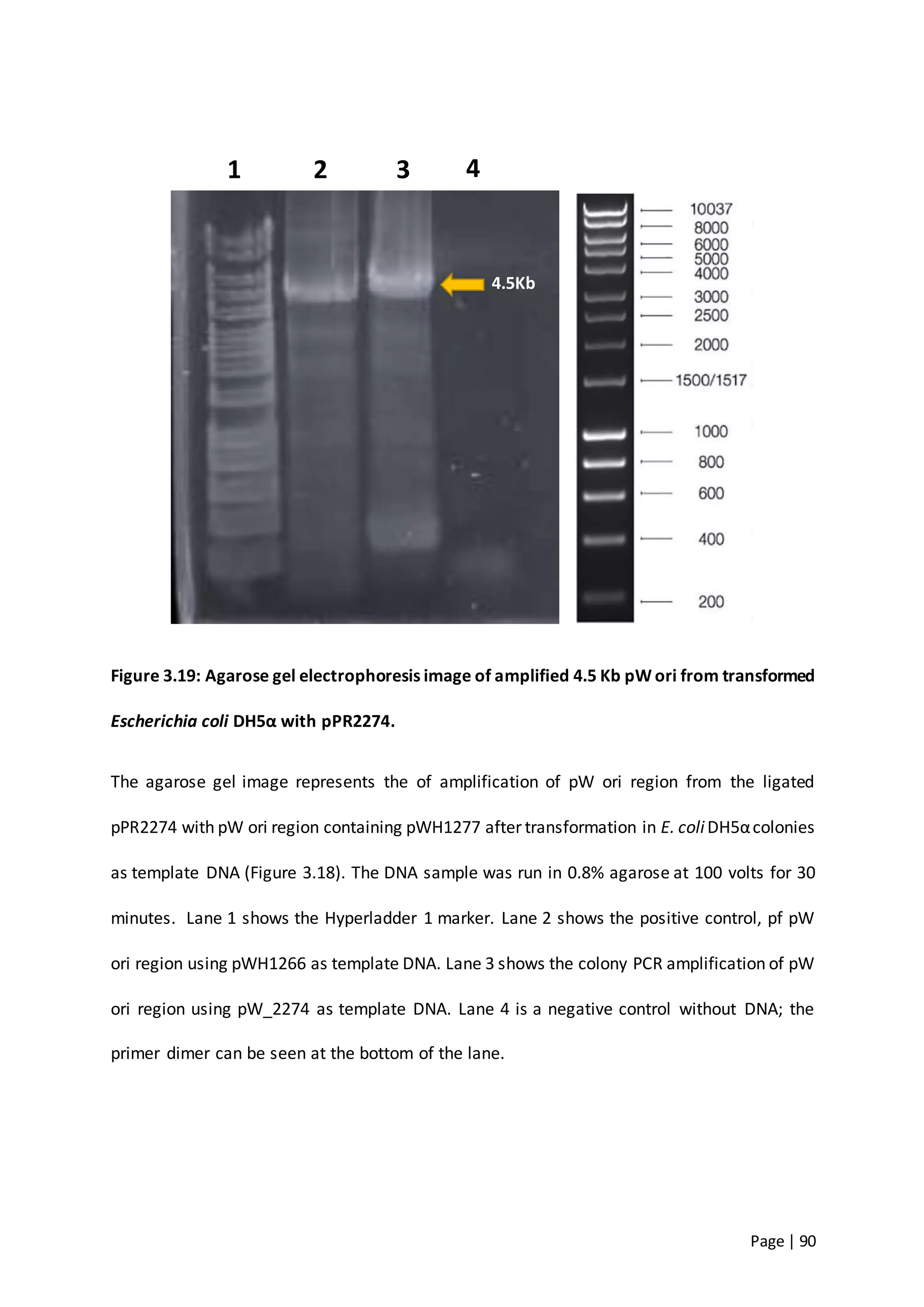 Page | 90
Figure 3.19: Agarose gel electrophoresis image of amplified 4.5 Kb pW ori from transformed
Escherichia coli DH5α with pPR2274.
The agarose gel image represents the of amplification of pW ori region from the ligated
pPR2274 with pW ori region containing pWH1277 after transformation in E. coliDH5αcolonies
as template DNA (Figure 3.18). The DNA sample was run in 0.8% agarose at 100 volts for 30
minutes. Lane 1 shows the Hyperladder 1 marker. Lane 2 shows the positive control, pf pW
ori region using pWH1266 as template DNA. Lane 3 shows the colony PCR amplification of pW
ori region using pW_2274 as template DNA. Lane 4 is a negative control without DNA; the
primer dimer can be seen at the bottom of the lane.
1 2 3 4
4.5Kb
 