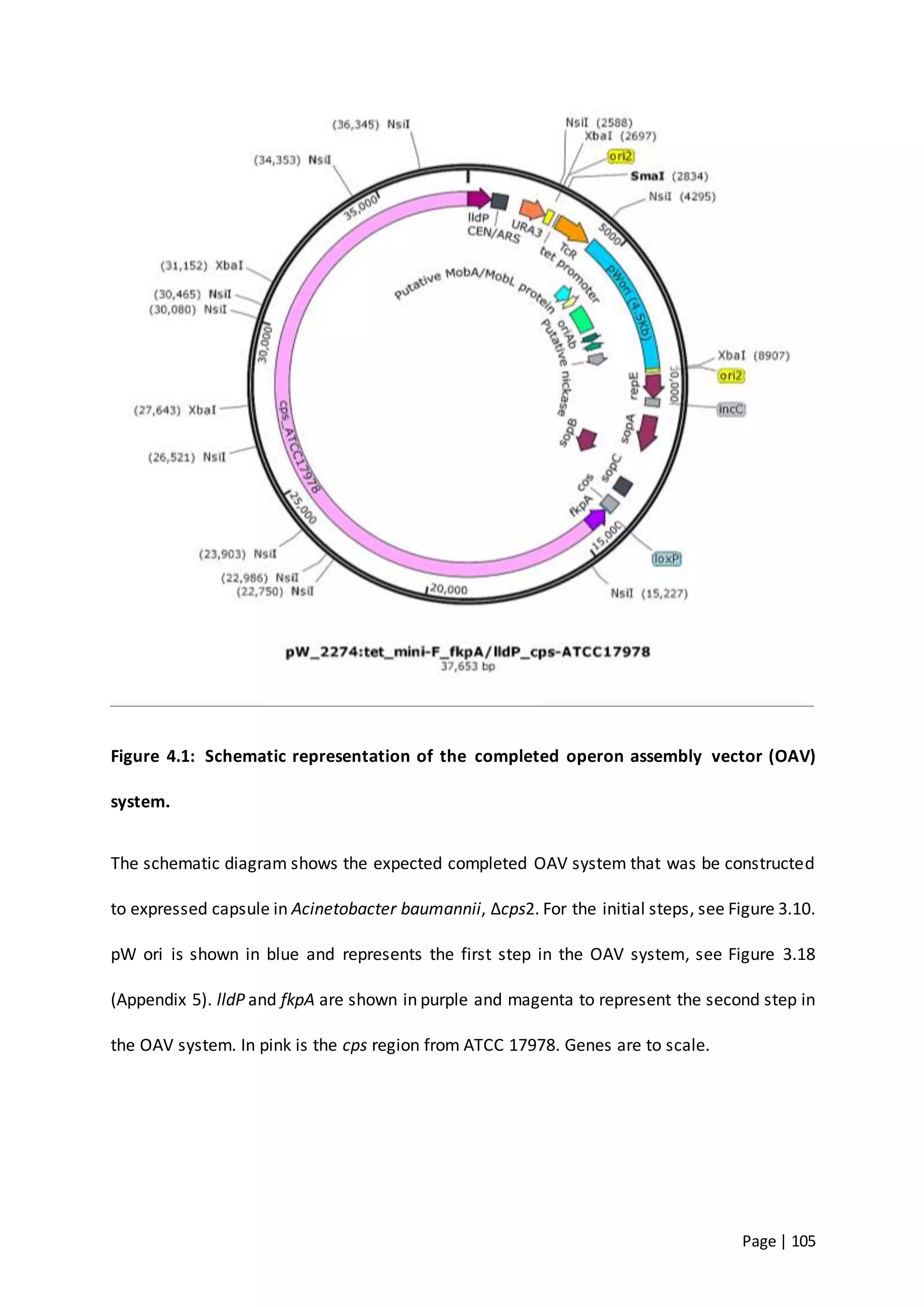 Page | 105
Figure 4.1: Schematic representation of the completed operon assembly vector (OAV)
system.
The schematic diagram shows the expected completed OAV system that was be constructed
to expressed capsule in Acinetobacter baumannii, ∆cps2. For the initial steps, see Figure 3.10.
pW ori is shown in blue and represents the first step in the OAV system, see Figure 3.18
(Appendix 5). lldP and fkpA are shown in purple and magenta to represent the second step in
the OAV system. In pink is the cps region from ATCC 17978. Genes are to scale.
 