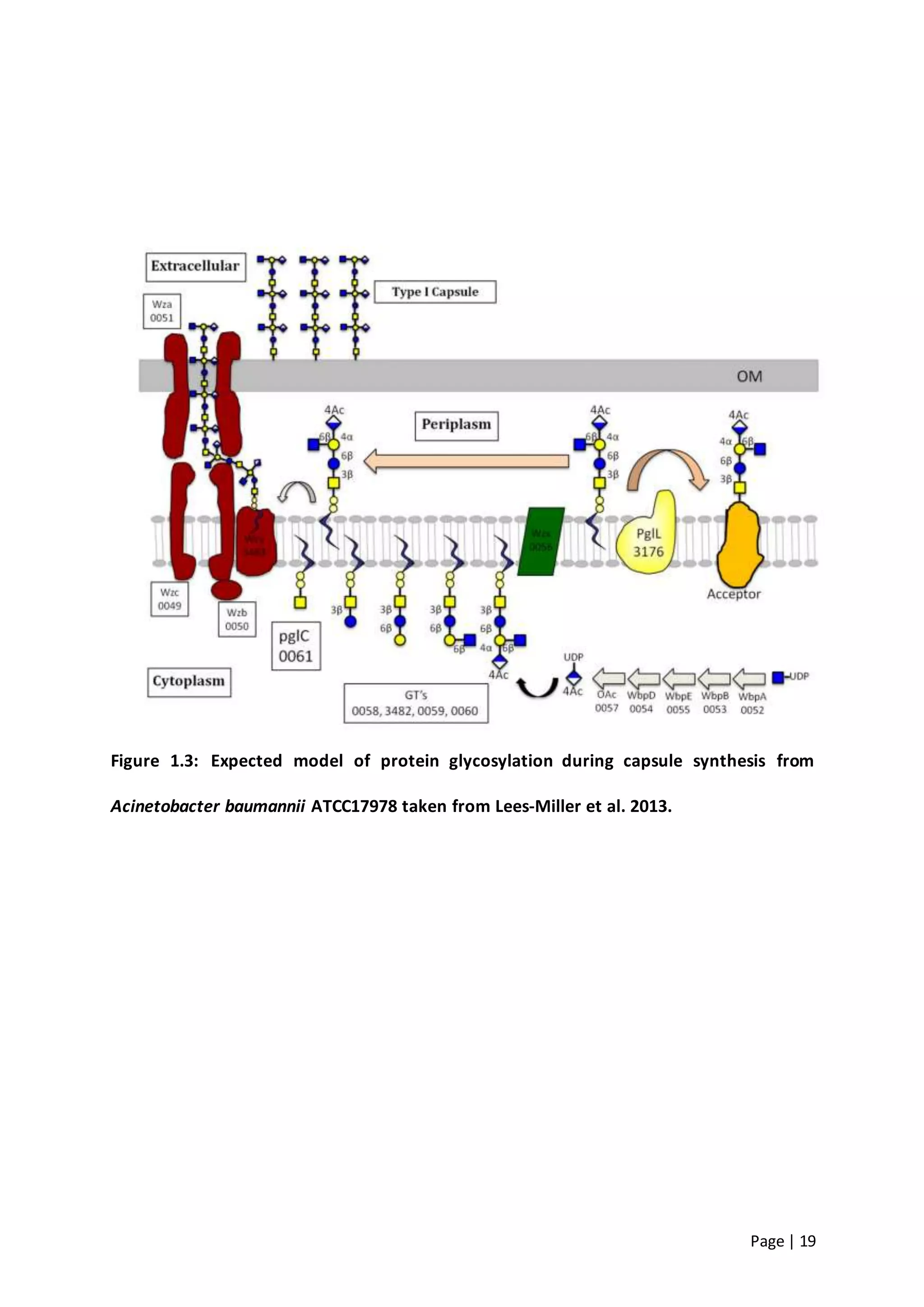 Page | 19
Figure 1.3: Expected model of protein glycosylation during capsule synthesis from
Acinetobacter baumannii ATCC17978 taken from Lees-Miller et al. 2013.
 