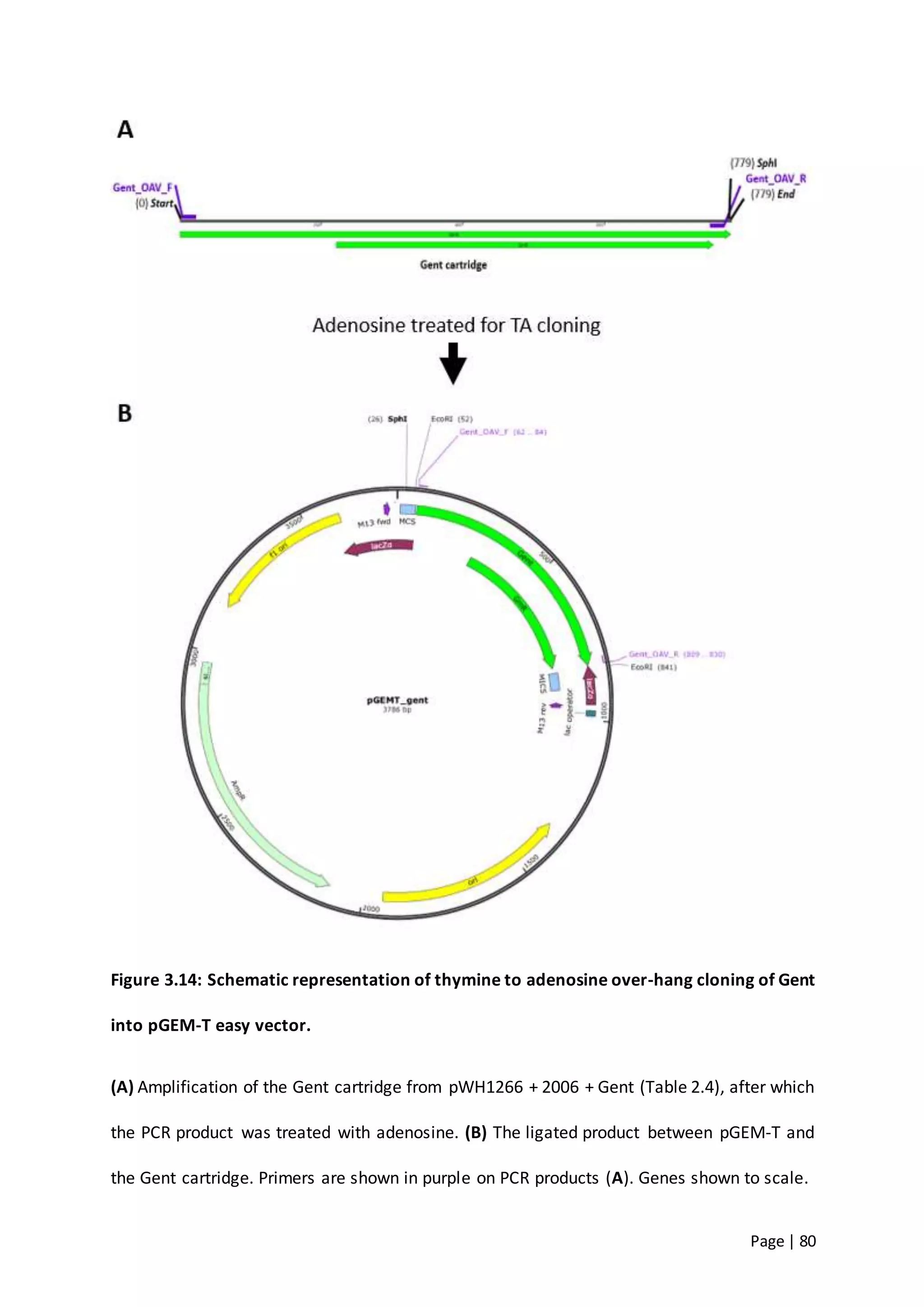 Page | 80
Figure 3.14: Schematic representation of thymine to adenosine over-hang cloning of Gent
into pGEM-T easy vector.
(A) Amplification of the Gent cartridge from pWH1266 + 2006 + Gent (Table 2.4), after which
the PCR product was treated with adenosine. (B) The ligated product between pGEM-T and
the Gent cartridge. Primers are shown in purple on PCR products (A). Genes shown to scale.
 