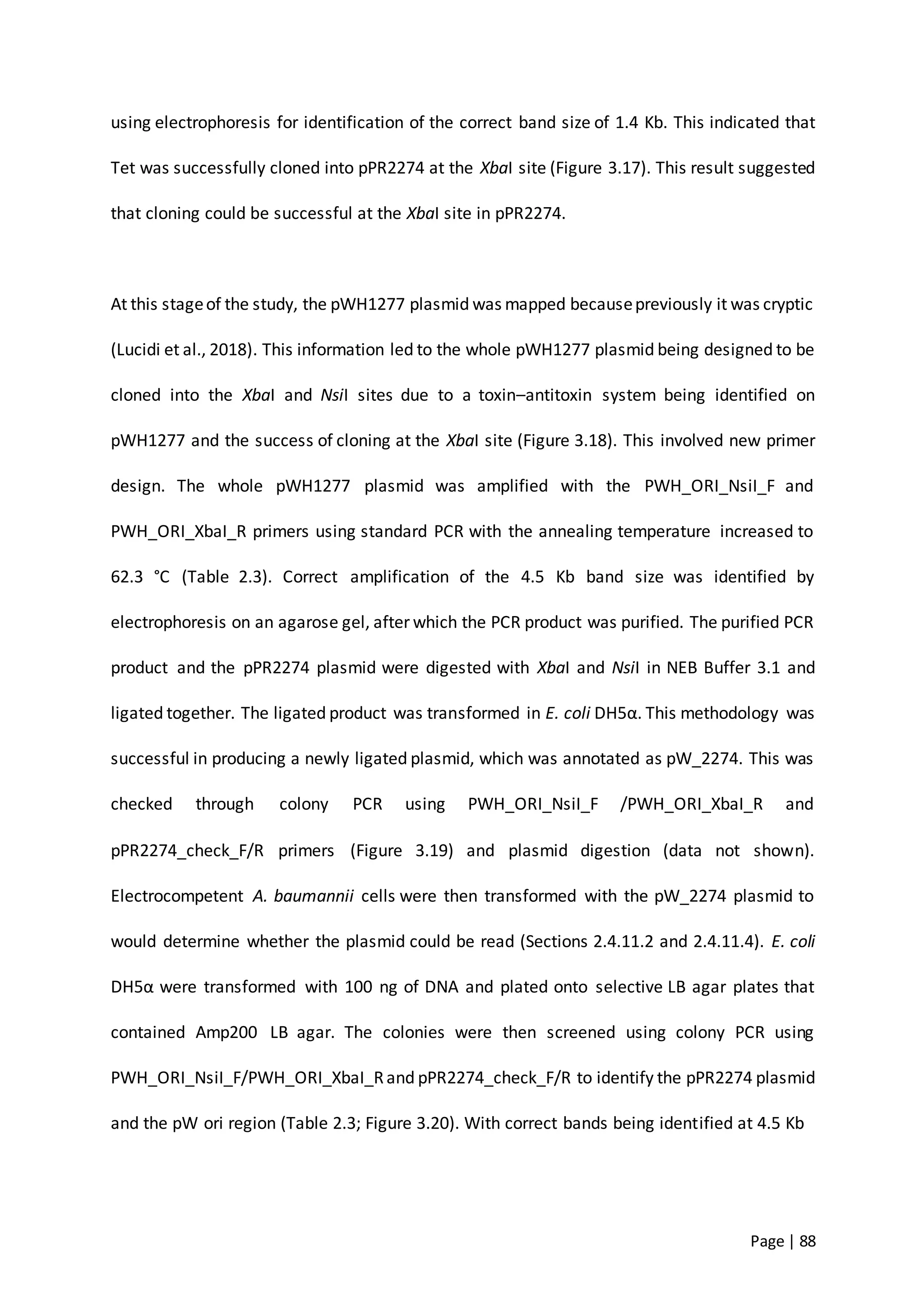Page | 88
using electrophoresis for identification of the correct band size of 1.4 Kb. This indicated that
Tet was successfully cloned into pPR2274 at the XbaI site (Figure 3.17). This result suggested
that cloning could be successful at the XbaI site in pPR2274.
At this stageof the study, the pWH1277 plasmid was mapped becausepreviously it was cryptic
(Lucidi et al., 2018). This information led to the whole pWH1277 plasmid being designed to be
cloned into the XbaI and NsiI sites due to a toxin–antitoxin system being identified on
pWH1277 and the success of cloning at the XbaI site (Figure 3.18). This involved new primer
design. The whole pWH1277 plasmid was amplified with the PWH_ORI_NsiI_F and
PWH_ORI_XbaI_R primers using standard PCR with the annealing temperature increased to
62.3 °C (Table 2.3). Correct amplification of the 4.5 Kb band size was identified by
electrophoresis on an agarose gel, after which the PCR product was purified. The purified PCR
product and the pPR2274 plasmid were digested with XbaI and NsiI in NEB Buffer 3.1 and
ligated together. The ligated product was transformed in E. coli DH5α. This methodology was
successful in producing a newly ligated plasmid, which was annotated as pW_2274. This was
checked through colony PCR using PWH_ORI_NsiI_F /PWH_ORI_XbaI_R and
pPR2274_check_F/R primers (Figure 3.19) and plasmid digestion (data not shown).
Electrocompetent A. baumannii cells were then transformed with the pW_2274 plasmid to
would determine whether the plasmid could be read (Sections 2.4.11.2 and 2.4.11.4). E. coli
DH5α were transformed with 100 ng of DNA and plated onto selective LB agar plates that
contained Amp200 LB agar. The colonies were then screened using colony PCR using
PWH_ORI_NsiI_F/PWH_ORI_XbaI_Rand pPR2274_check_F/R to identify the pPR2274 plasmid
and the pW ori region (Table 2.3; Figure 3.20). With correct bands being identified at 4.5 Kb
 