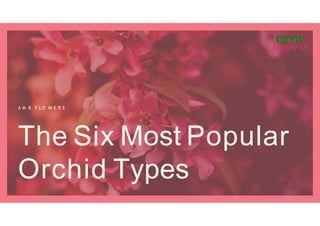The Six Most Popular
Orchid Types
A M R F L O W E R S
 