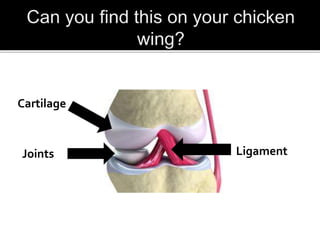 Joints Ligament
Cartilage
 