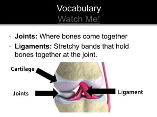 • Joints: Where bones come together
• Ligaments: Stretchy bands that hold
bones together at the joint.
Joints Ligament
Cartilage
 
