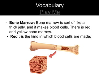 • Bone Marrow: Bone marrow is sort of like a
thick jelly, and it makes blood cells. There is red
and yellow bone marrow.
 Red : is the kind in which blood cells are made.
 
