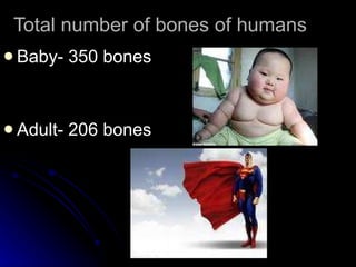 Total number of bones of humans Baby- 350 bones Adult- 206 bones 