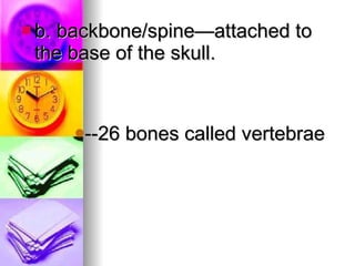 b. backbone/spine—attached to the base of the skull. --26 bones called vertebrae 