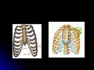 c. breastbone/sternum- 