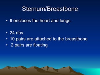 Sternum/Breastbone It encloses the heart and lungs. 24 ribs  10 pairs are attached to the breastbone 2 pairs are floating 