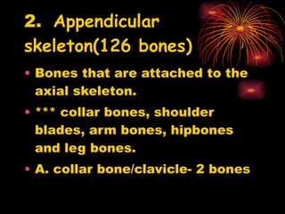 2.  Appendicular skeleton(126 bones) Bones that are attached to the axial skeleton. *** collar bones, shoulder blades, arm bones, hipbones and leg bones. A. collar bone/clavicle- 2 bones 